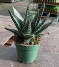 Wolfgang Gasteria